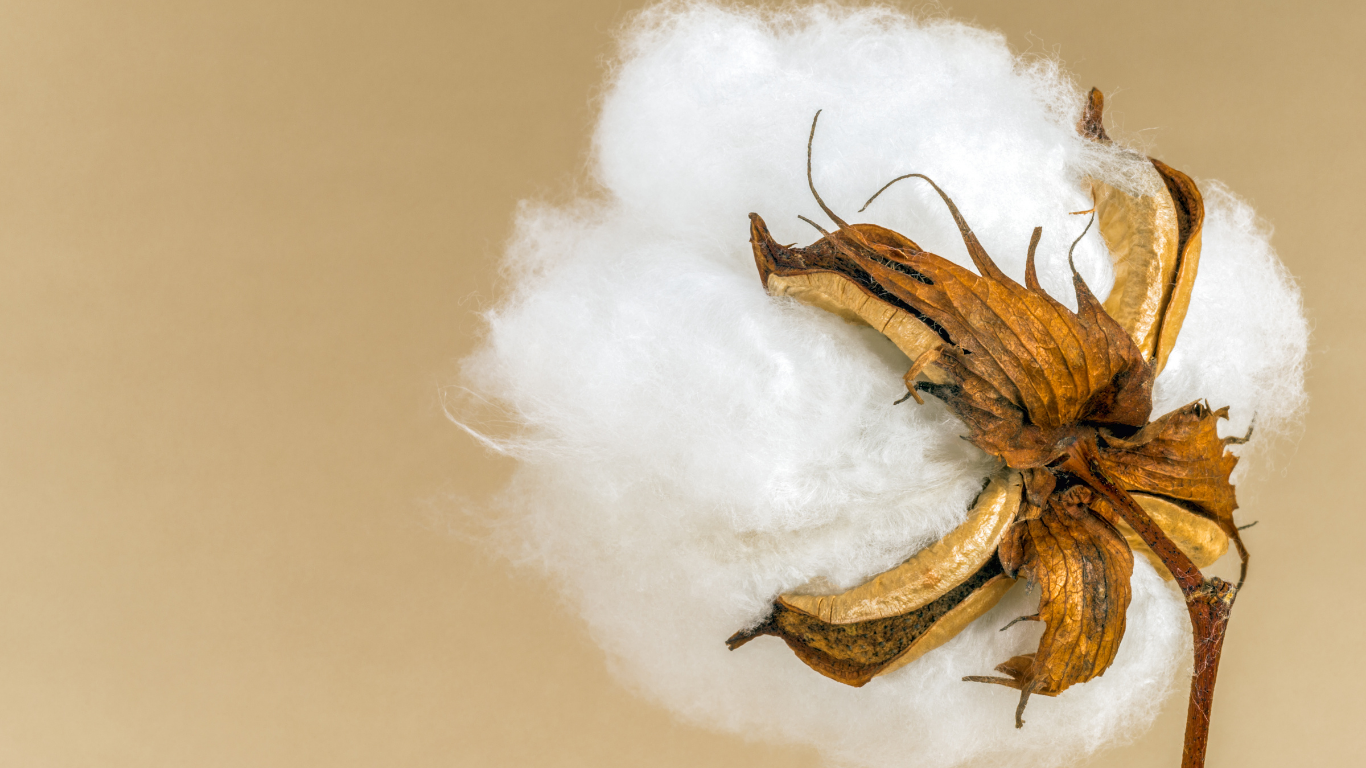 The Secret Behind Turkish Cotton Towels