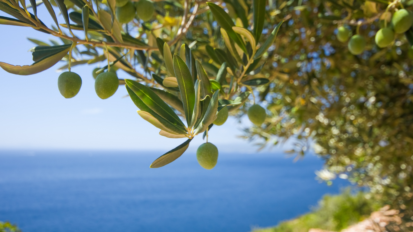 Inspired by the Mediterranean: The Story of Our Towels